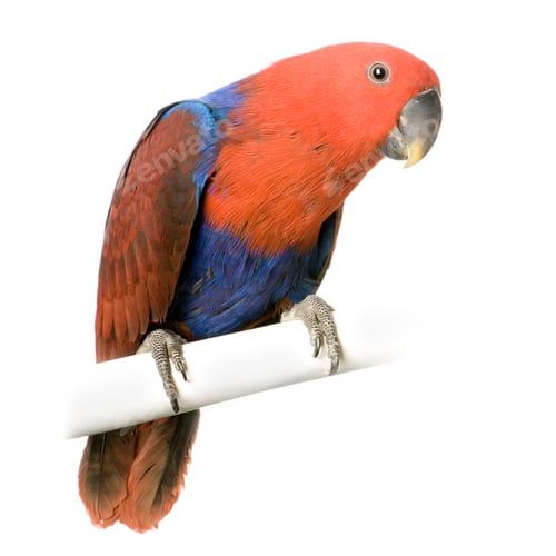 Preview: female Eclectus Parrot - Eclectus roratus