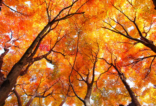 Preview: Maple tree in autumn