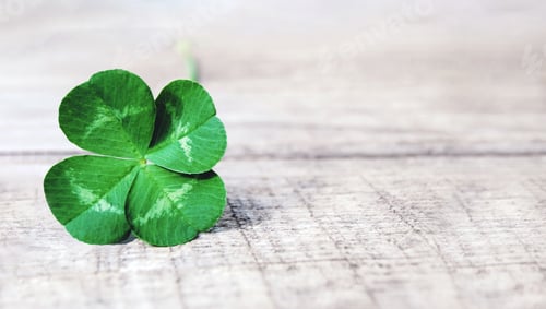 Preview: four leaf clover on gray background, real authentic green shamrock with four leaves on old grey wood