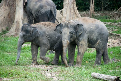 Preview: elephants in Malaysia Kuala gandah