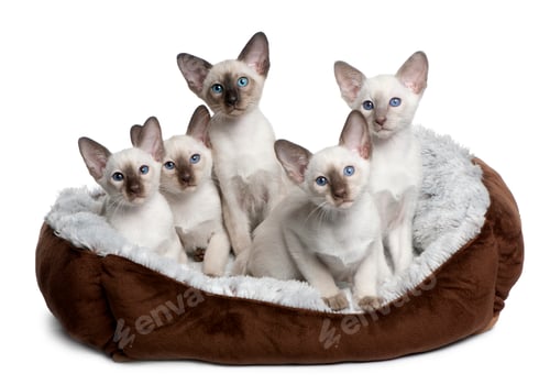 Preview: Five Siamese Kittens, 10 weeks old, sitting in cat bed in front of white background
