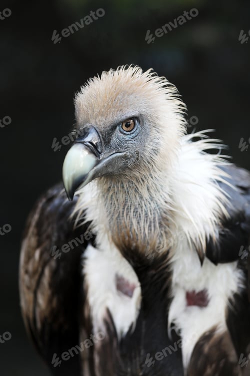 Preview: A griffon vulture (Gyps fulvus)