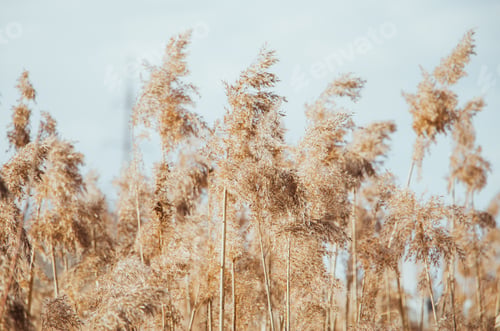 Preview: Reed seeds in neutral colors on a light background. Pampas grass.