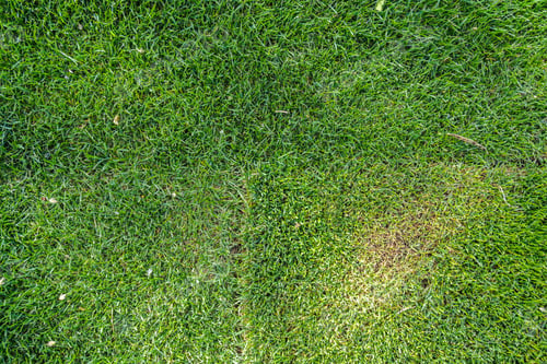 Preview: Full frame of fresh cut lawn