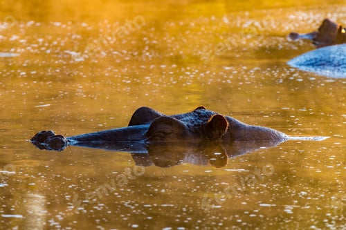 Preview: Nose, eyes and ears of hippopotamus, above water at sunrise