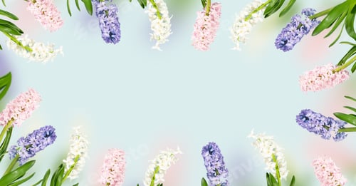 Preview: Pink, rose, white, purple violet hyacinth flowers composition on a sky blue background