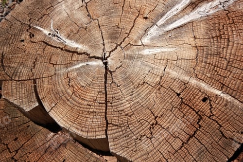 Vorschau: Baum-Hintergrund