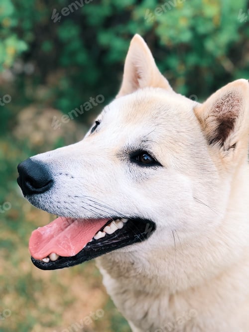 Preview: Dog portrait