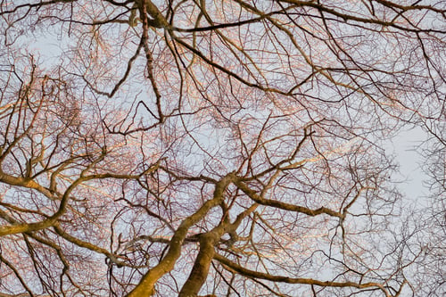 Preview: Autumn trees in the forestt. Autumn forest.
