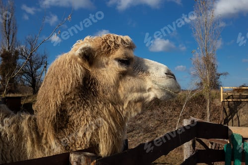 Preview: camel face close-up on a ranch in the village