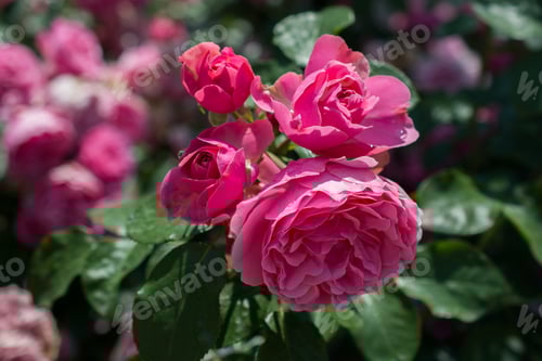 Preview: Closeup shot of a beautiful branch with pink garden roses