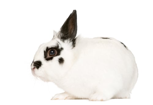 Preview: Rabbit in front of white background