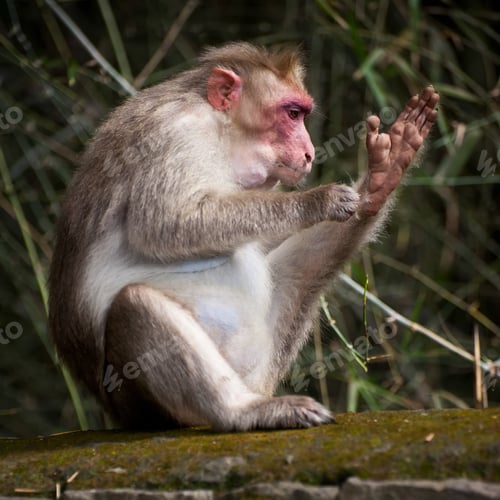 Preview: Macaque monkey cleaning itself in bamboo forest. South India