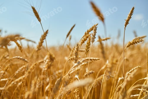 Preview: Wheat harvest, wheat field on the background of blue sky in the sun day, summer