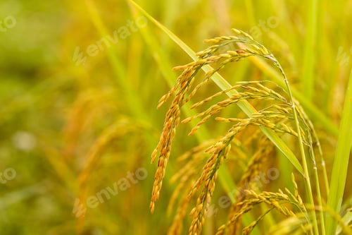 Preview: close up of yellow green rice field