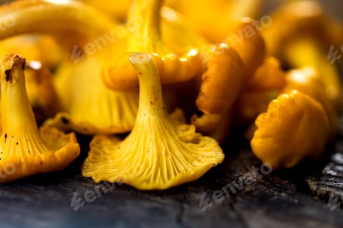 Vista previa: chanterelle