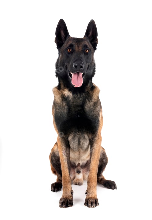 Preview: malinois in studio