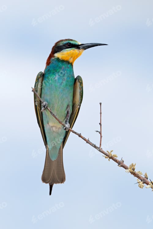 Preview: European bee-eater on a branch