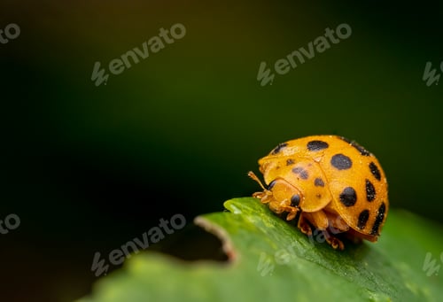 Preview: Closeup shot of a ladybug in a forest in Australia
