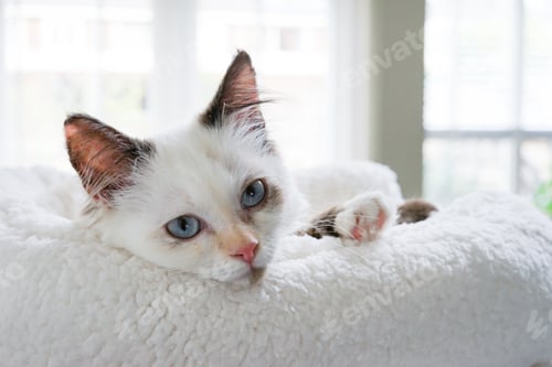 Preview: Kitten resting in her scratching tree .