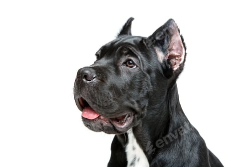 Handsome Black Dog Close-Up Portrait on White Backdrop