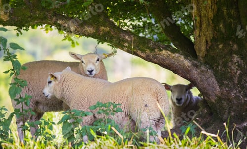 Preview: Sheep and lambs in lush green field in summer time in the Brecon Beacons, Landscape, horizontal