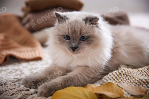 Preview: Cute cat lying on floor at home. Warm and cozy winter