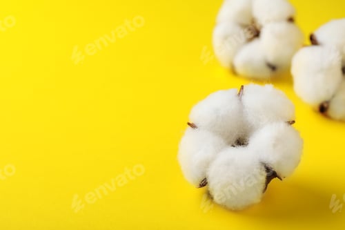 Preview: Fluffy cotton flowers on yellow background, closeup. Space for text