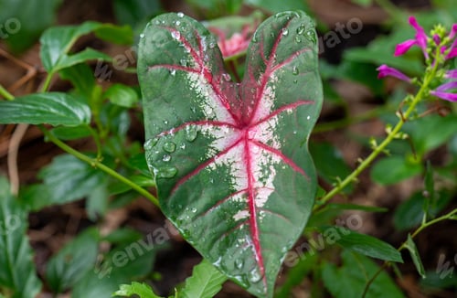 Preview: Pink caladium plant in the garden