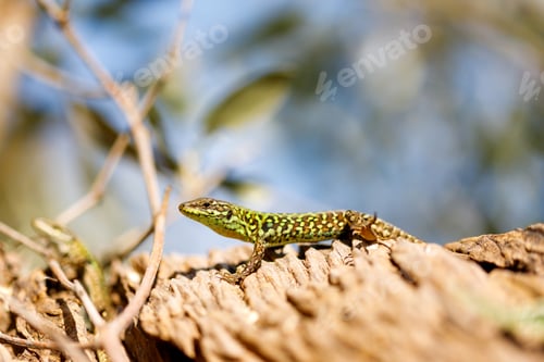 Preview: An image of a Common Lizard in its natural environment