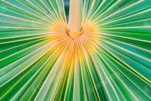 Preview: Lines and textures of green palm leaves at exoric island