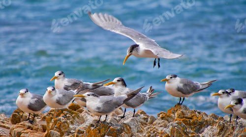 Preview: Greater Crested Tern, Walker Bay Nature Reserve, South Africa