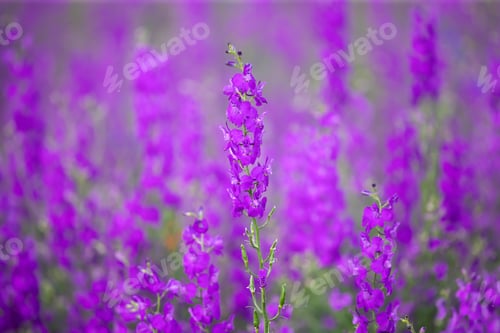 Vorschau: Wunderschöne Sommerwiese mit lila Blumen