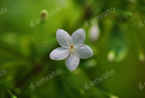 Preview: Close-up view of the tiny white flower