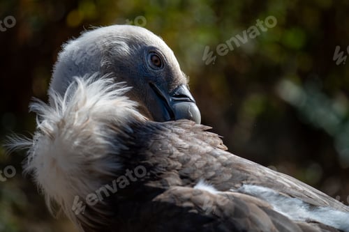 Preview: Close-up of a vulture with detailed feathers