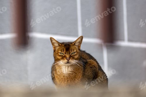 Preview: Closeup shot of an angry fluffy green-eyed cat on a blurred backgroun