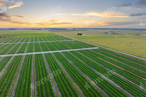 Preview: Farmland landscape in summer season with growing crops.