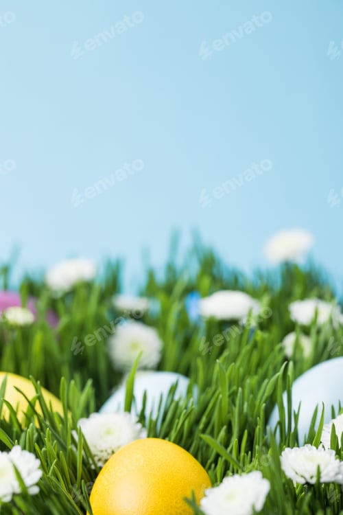 Preview: Grass and camomiles with painted eggs isolated on blue, easter concept