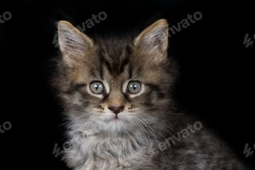 Vorschau: Porträt eines Maine Coon-Kätzchens vor schwarzem Hintergrund