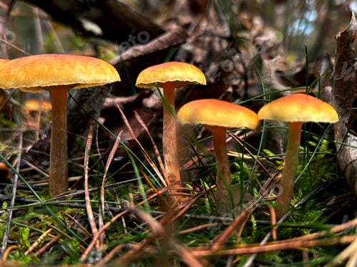 Preview: Low Angle View of Orange Mushrooms in Dry Autumn Leaves In Forest Horisontal