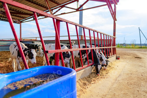 Preview: Modern outdoor cowshed with herd of milky cows
