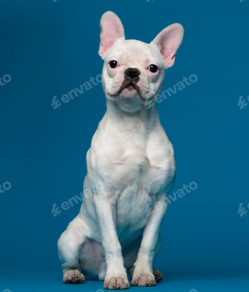 Preview: French bulldog puppy, 5 months old, sitting in front of blue background