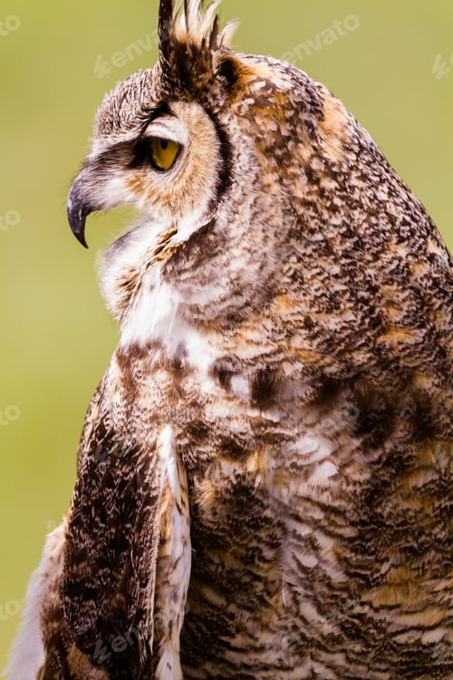 Preview: Striking Owl Portrait with Detailed Feathers