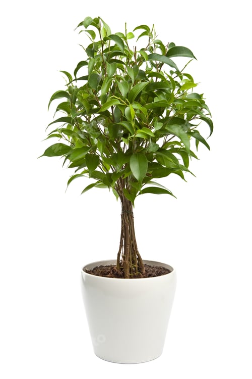Preview: ficus isolated
