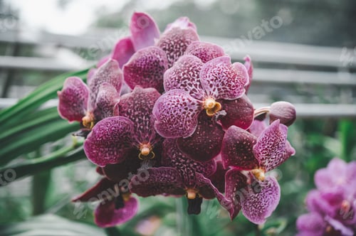 Preview: orchids beautiful flowers blooming in spring decorate the beauty of nature