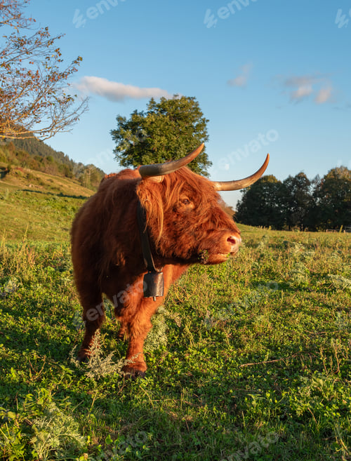 Preview: Highland cow on the meadow.