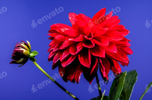 Preview: Blooming red Dahlia on a blue background