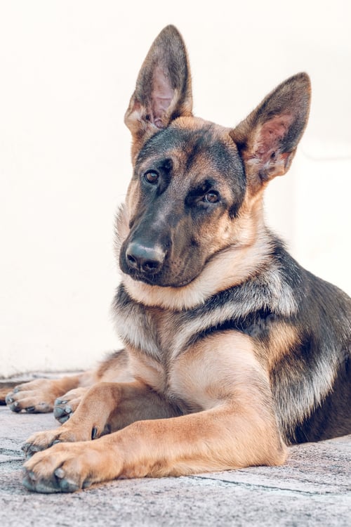Preview: Calm German shepherd dog lying on asphalt ground