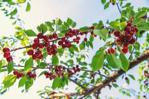 Preview: Ripe cherries in the garden. Selective focus.