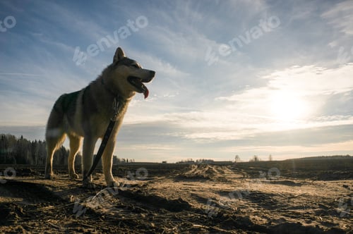 Preview: Malamute Dog Standing in Autumn Field, Belarus, Lahoysk